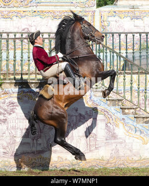 La formation, l'homme cheval lusitanien étalon en étapes de dressage, debout sur ses pattes, puis le saut, École d'équitation Royale, Lisbonne, Portugal, mai 2011, parution du modèle Banque D'Images
