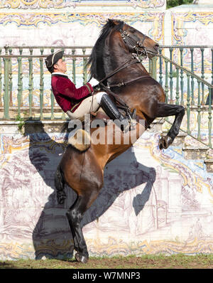 La formation, l'homme cheval lusitanien étalon en étapes de dressage, debout sur ses pattes, Royal Riding School, Lisbonne, Portugal, mai 2011, parution du modèle Banque D'Images