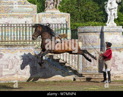 La formation, l'homme cheval lusitanien étalon en étapes de dressage, le leap, haute école équestre Royale, Lisbonne, Portugal, mai 2011, parution du modèle Banque D'Images