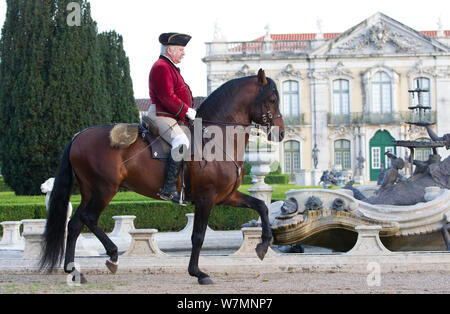 Cheval lusitanien, l'homme équitation étalon en étapes de dressage, Royal Riding School, Lisbonne, Portugal, mai 2011, parution du modèle Banque D'Images