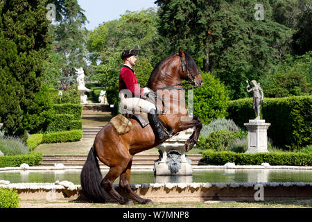 Cheval lusitanien, l'homme équitation étalon en étapes de dressage, debout sur ses pattes, Royal Riding School, Lisbonne, Portugal, mai 2011, parution du modèle Banque D'Images