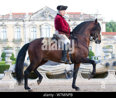 Cheval lusitanien, l'homme équitation étalon en étapes de dressage, Royal Riding School, Lisbonne, Portugal, mai 2011, parution du modèle Banque D'Images