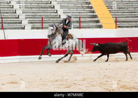 Cheval lusitanien, bull fighter monté sur l'étalon gris, dans ce type de cheval ni taureau ni bull sont blessés, Portugal, mai 2011, parution du modèle Banque D'Images