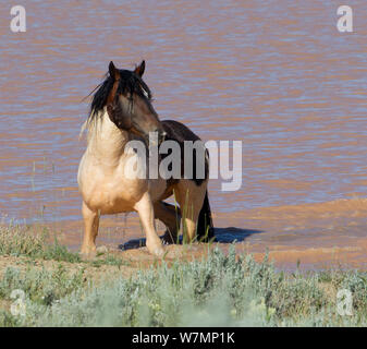 Les chevaux sauvages, les Mustangs de refroidissement / cheval dans l'eau, des pics McCullough, Wyoming, USA Banque D'Images