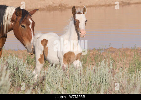 Les chevaux sauvages, les Mustangs / pinto Jument et poulain McCullough, pics, Wyoming, USA Banque D'Images