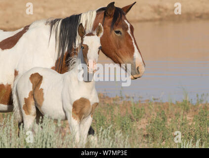 Les chevaux sauvages, les Mustangs / pinto Jument et poulain McCullough, pics, Wyoming, USA Banque D'Images