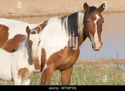 Les chevaux sauvages, les Mustangs / pinto Jument et poulain près de l'eau, des pics McCullough, Wyoming, USA Banque D'Images