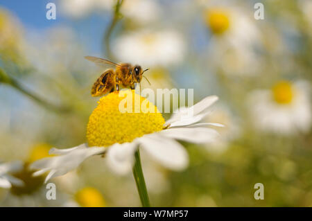 L'abeille européenne (Apis mellifera) la collecte du pollen et nectar de Camomille matricaire inodore (Tripleurospermum inodorum). Le Perthshire, Ecosse, juillet. Le saviez-vous ? Une ruche en bonne santé en été auront jusqu'à 80 000 ouvrières. Banque D'Images