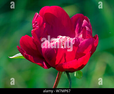 Paeonia lactiflora 'Red Charm' Banque D'Images