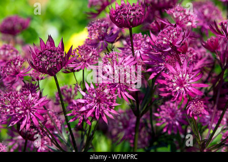 Astrantia major 'Ruby Star' Banque D'Images