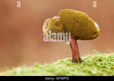 Fissuration rouge champignon Bolet (Boletus chrysenteron). Parc national New Forest, Hampshire, Angleterre, Royaume-Uni, novembre. Banque D'Images