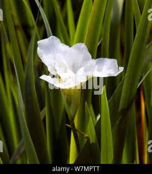 Iris sibirica 'nowcrest» Banque D'Images