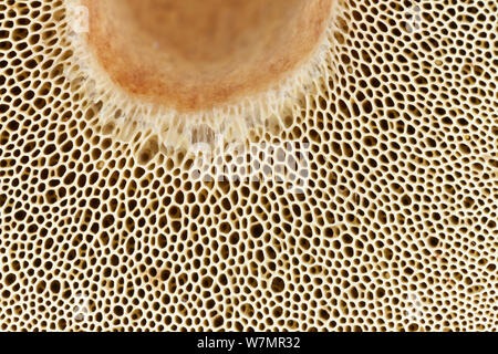 Pores sur le dessous du plafond de la fissuration rouge champignon Bolet (Boletus chrysenteron Bolderwood), Parc national New Forest, Hampshire, Angleterre, Royaume-Uni, novembre. Banque D'Images