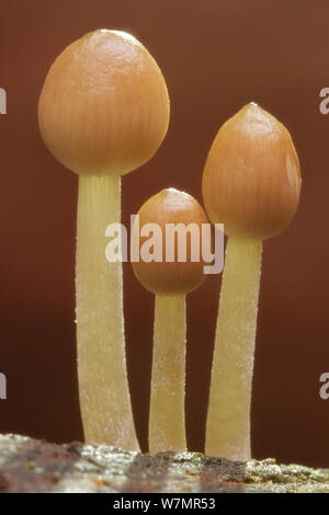 L'encre luisante Casquette (Coprinus micaceus). Parc national New Forest, Hampshire, Angleterre, Royaume-Uni, novembre. Banque D'Images