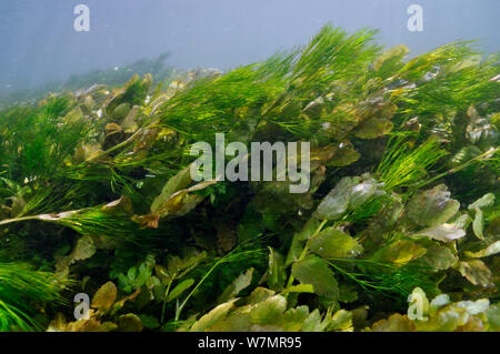 Plantes aquatiques dans l'Itchen River : Fool's-eau-cresson (Apium nodiflorum), et l'eau de cours d'eau-crowfoot (Ranunculus penicillatus subsp. pseudofluitans). Ovington, Hampshire, Angleterre, peut. Banque D'Images