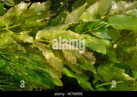 Plantes aquatiques dans l'Itchen River : Fool's-eau-cresson (Apium nodiflorum), et l'eau de cours d'eau-crowfoot (Ranunculus penicillatus subsp. pseudofluitans). Ovington, Hampshire, Angleterre, peut. Banque D'Images