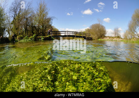 Duplex vue de la rivière Itchen, avec des plantes aquatiques : Blunt-eau fruitée-starwort Callitriche obtusangula (). Ovington, Hampshire, Angleterre, peut. Banque D'Images