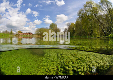 Duplex vue de la rivière Itchen, avec des plantes aquatiques : Blunt-eau fruitée-starwort Callitriche obtusangula (). Stoke Itchen Moulin est visible sur la gauche. Ovington, Hampshire, Angleterre, peut. Banque D'Images