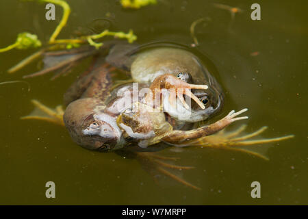 Deux hommes grenouilles (Rana temporaria commun) qui se battent pour une femelle en étang de jardin, Warwickshire, Angleterre, RU, Mars Banque D'Images