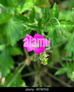 Geranium oxonianum 'Spring Fling' Banque D'Images