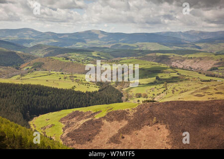 Vue sur le paysage de montagne mixtes. Cambrian Mountains, galles, mai 2012. Banque D'Images