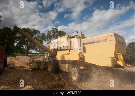 Moissonneuse batteuse récolte de l'Avoine, Ellingstring Haregill Lodge, ferme, North Yorkshire, Angleterre, Royaume-Uni, août. Banque D'Images