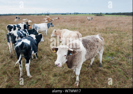 Le pâturage du bétail sur les marais de l'ouest de la réserve RSPB Canvey, Essex, Angleterre, Royaume-Uni, novembre. Banque D'Images