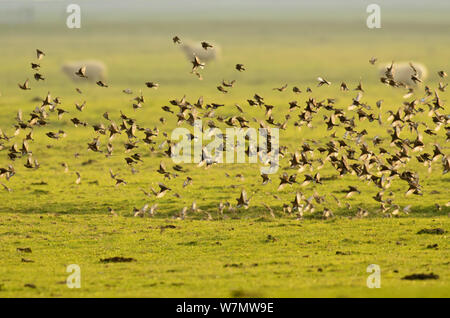 Troupeau de Ghost Recon (Carduelis cannabina) en vol au dessus des marais de pâturage, Elmley Réserve Naturelle, Kent, Angleterre, Royaume-Uni, septembre. Banque D'Images