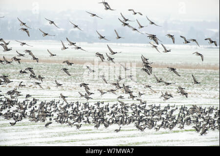 Volée de bernaches cravant à ventre sombre (Branta bernicla) décoller de champ de pâturage, l'Swale, Kent, Angleterre, Royaume-Uni, février. Banque D'Images