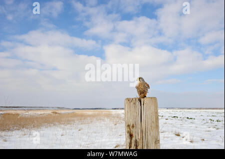 Crécerelle (Falco tinnunculus) avec la souris en bois (Apodemus sylvaticus) proie perché sur l'après le long du bord de la conservation des cultures arables et de marge. Souris en bois avec des proies. Wallasea Island projet Côte Sauvage, Essex, Angleterre, Royaume-Uni, janvier. Banque D'Images