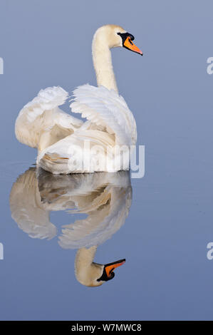 Mute swan (Cygnus olor), Kent, England, UK, Mars Banque D'Images