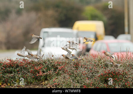 Troupeau de Jaseur d'Amérique (Bombycilla garrulus) atterrissage sur une haie avec Cotoneaster Cotoneaster integerrimus (baies) dans un parking de supermarché, Whitstable, Kent, England, UK, Janvier Banque D'Images