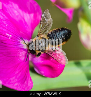 Un plan macro sur une feuille cutter bee la collecte du pollen d'une fleur de pois. Banque D'Images