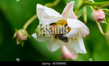 Un plan macro sur une carde de commune la collecte du pollen d'abeilles d'un rosier grimpant. Banque D'Images