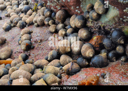 Rassemblement de denses et jeunes adultes les bigorneaux communs (Littorina liitorea) sur des rochers de grès rouge découverte à marée basse, North Berwick, East Lothian, juillet. Banque D'Images