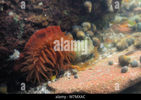 Anémone Actinia equina (Beadlet), les tentacules distribués, aux côtés de jeunes et adultes les bigorneaux communs (Littorina littorea) dans un rockpool, North Berwick, East Lothian, UK, Juillet Banque D'Images