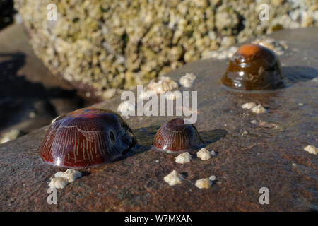 Beadlet Actinia equina (anémones), deux dans la forme à rayures vertes, attaché à un rocher, découverte à marée basse, St.Abeilles, Cumbria, UK, Juillet Banque D'Images