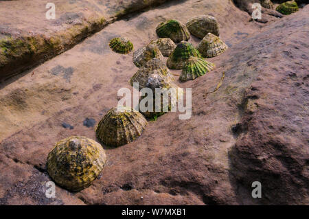 La patelle commune (Patella vulgata) regroupés dans une crique de rochers de grès rouge en haut sur le rivage à marée basse, Crail, Écosse, Royaume-Uni, juillet. Banque D'Images