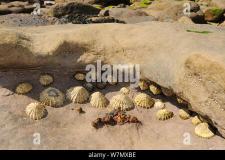 La patelle commune (Patella vulgata) niché sous des rochers de grès en surplomb sur la rive élevée à marée basse, Crail, Écosse, Royaume-Uni, juillet. Banque D'Images