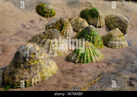 La patelle commune (Patella vulgata) regroupés dans une crique de rochers de grès rouge en haut sur le rivage à marée basse, Crail, Écosse, Royaume-Uni, juillet. Banque D'Images