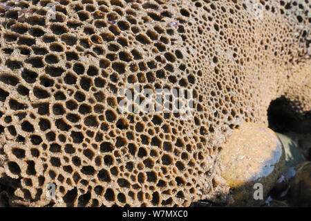 Ver en nid d'reef (Sabellaria alveolata) avec tubes en cluster construit de grains de sable qui s'attache aux rochers, découverte à marée basse, St.Abeilles, Cumbria, Royaume-Uni, juillet. Banque D'Images