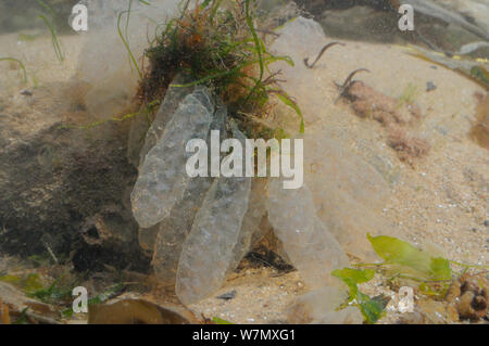 Sacs d'oeufs de calmars européen commun (Alloteuthis Loligo subulata /), avec les embryons en développement visible, dans rockpool après avoir été lavé à terre, St.Abeilles, Cumbria, Royaume-Uni, juillet. Banque D'Images