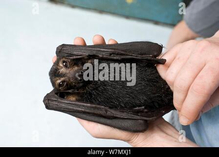 Un Renard Volant A Lunettes Orphelines Bat Nomme Dobby Qui Sont Pris En Charge Dans Un Centre De Sauvetage De La Faune A Kuranda Queensland Australie Photo Stock Alamy