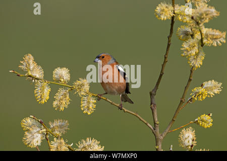 Chaffinch (Fringilla coelebs) hommes perchés dans willow tree avec Salix caprea (chatons) UK, mars. Banque D'Images