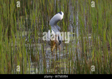 Heron (Ardea sp) debout dans des roseaux avec des poissons fraîchement pêchés gravelier (Leucicus cephalus) UK, avril. Banque D'Images