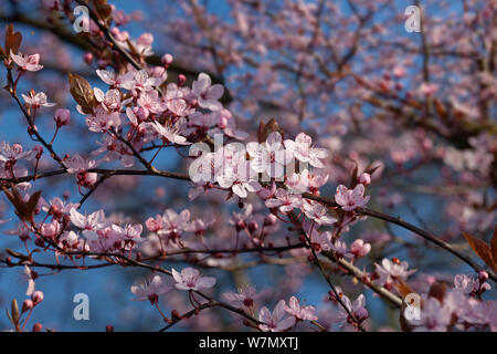 Fleur de cerisier rose (Prunus cerasifera nigra) close up de fleurs sur fond de ciel bleu, UK, Mars Banque D'Images
