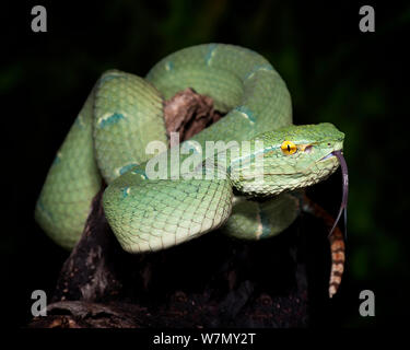 Temple / Pit Viper vert carénées de Bornéo (Tropidolaemus / subannulatus Trimeresurus) captive, de l'Indonésie, la Malaisie et Philippines Banque D'Images