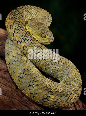 Broadley's Bush Viper (Atheris broadleyi captive) du Cameroun et République Centrafricaine Banque D'Images