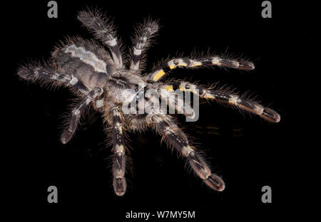 Tarantula, ornementales indiennes (Poecilotheria regalis), captif de l'Inde Banque D'Images