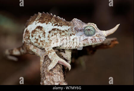 Dwarf Jackson's chameleon (Trioceros jacksonii, merumontanus en captivité) de l'Afrique Banque D'Images